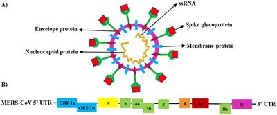 Mucosal immunity in upper and lower respiratory tract to MERS-CoV